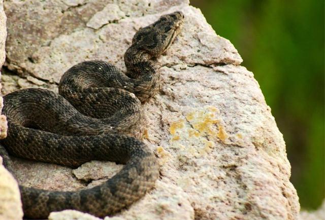 中国唯一蛇岛，2万条剧毒蛇生活，毒蛇喝水方式居然靠人工送水