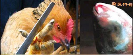 中国十大最残忍禁菜,这样“美味”你忍心吃?