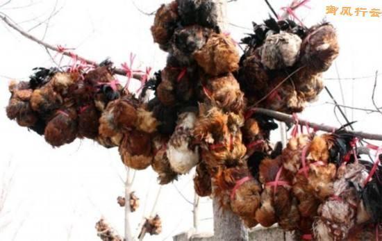 中国十大最残忍禁菜,这样“美味”你忍心吃?