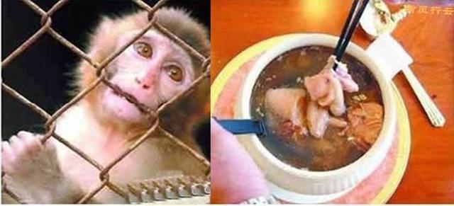 中国十大最残忍禁菜,这样“美味”你忍心吃?