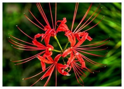 ​传说中的彼岸花如何养？教你3个养护彼岸花的妙招，花开妖艳迷人