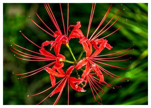 传说中的彼岸花如何养?教你3个养护彼岸花的妙招,花开妖艳迷人