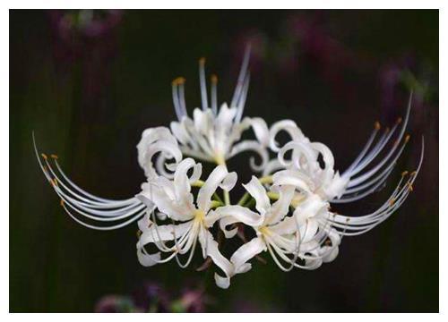 传说中的彼岸花如何养?教你3个养护彼岸花的妙招,花开妖艳迷人