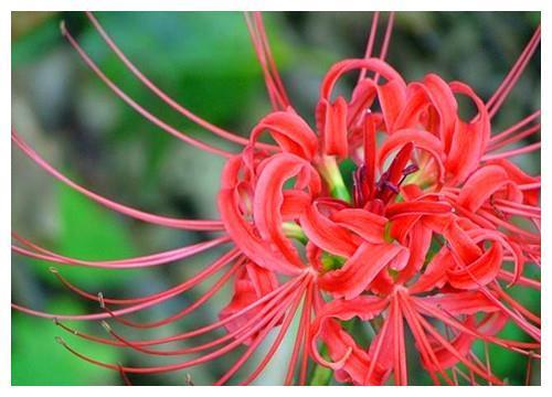 传说中的彼岸花如何养?教你3个养护彼岸花的妙招,花开妖艳迷人