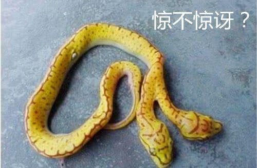 传说中的“双头蛇”竟真的存在，仅能存活一周左右，十分罕见！