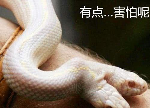 传说中的“双头蛇”竟真的存在，仅能存活一周左右，十分罕见！