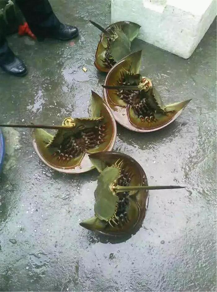 传说中的“尸蟞”，竟然是一种濒危动物！