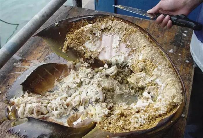 传说中的“尸蟞”，竟然是一种濒危动物！