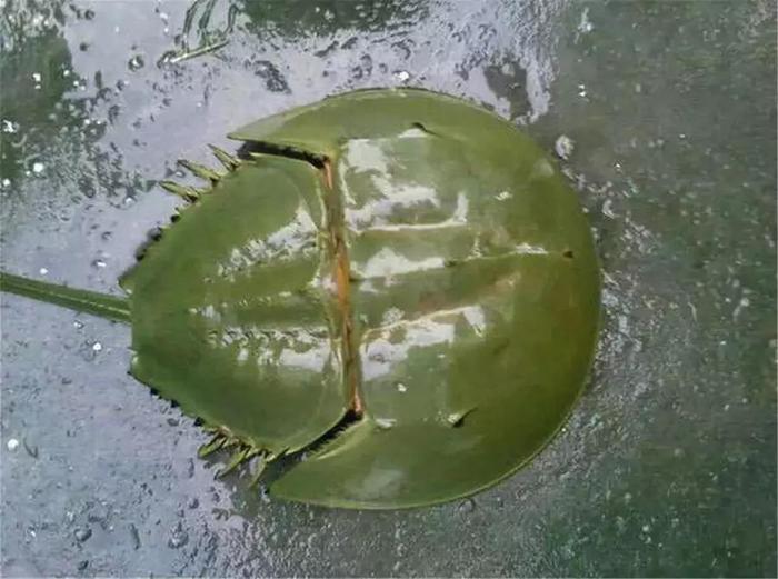 传说中的“尸蟞”，竟然是一种濒危动物！