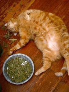 ​传说中的猫薄荷，种上一片就能看见喵星人聚众吸毒的场景