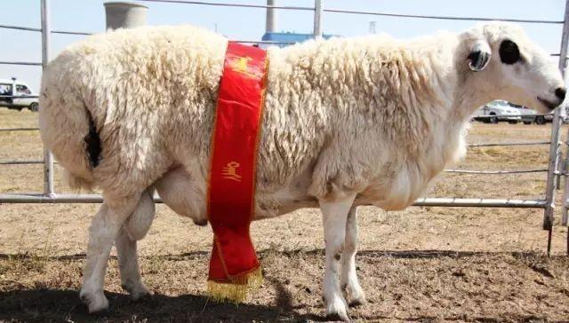 中国十大最好吃的羊肉品种，请问你吃过最好吃的羊肉品种是什么？