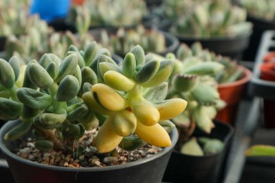 ​跟着镜头玩多肉，看看贵货啥样！