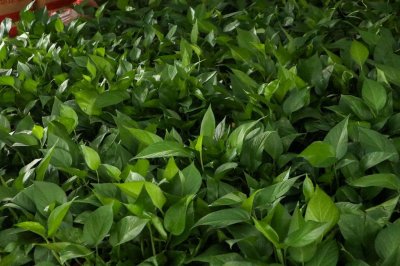 ​绿萝5种扦插法，会1种就能爬满墙