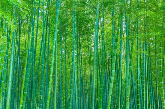 竹子