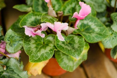 ​仙客来为什么花色会越开越淡