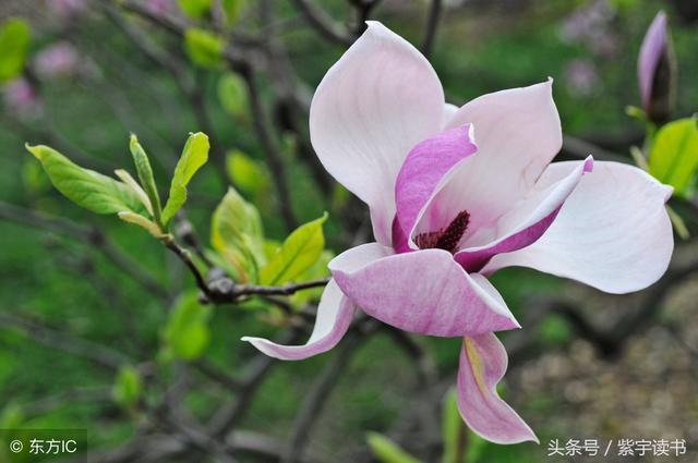 26首经典回文诗词，精妙绝伦，令人叹为观止，拍案叫绝值得一读