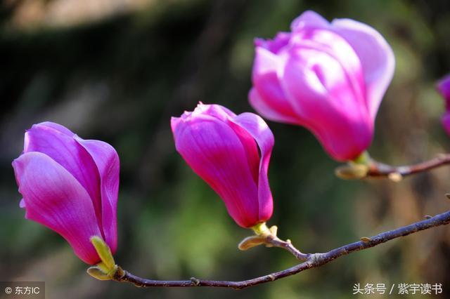 26首经典回文诗词，精妙绝伦，令人叹为观止，拍案叫绝值得一读