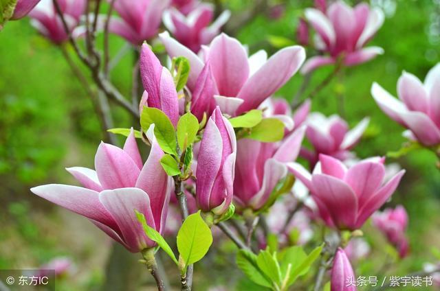 26首经典回文诗词，精妙绝伦，令人叹为观止，拍案叫绝值得一读