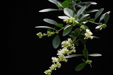 小叶女贞 小叶女贞