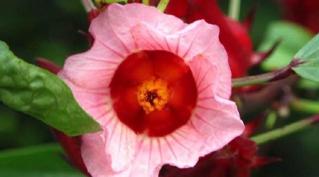 别养玫瑰了，阳台摆盆“洛神花”，整个房间香喷喷，还能泡茶喝