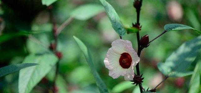 别养玫瑰了，阳台摆盆“洛神花”，整个房间香喷喷，还能泡茶喝