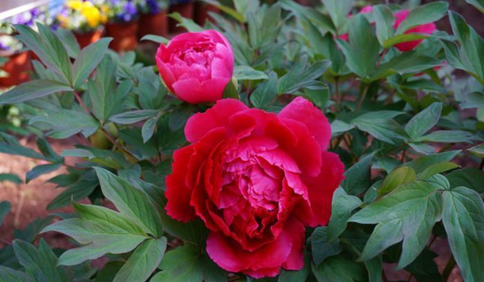 这座山像一只雄狮, 武定狮子山爬山、赏花记