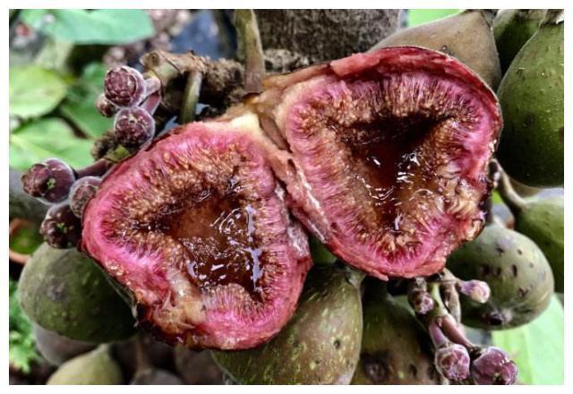 外形酷似无花果,产量特别高,市场一斤可卖上百元,却无人要种植