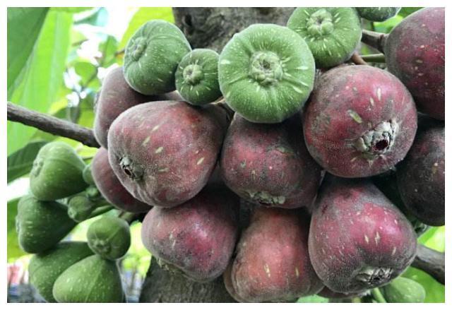 外形酷似无花果,产量特别高,市场一斤可卖上百元,却无人要种植