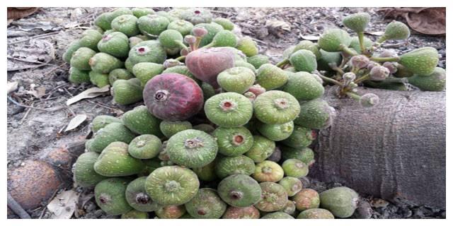 外形酷似无花果,产量特别高,市场一斤可卖上百元,却无人要种植