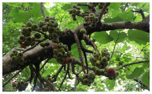 外形酷似无花果,产量特别高,市场一斤可卖上百元,却无人要种植