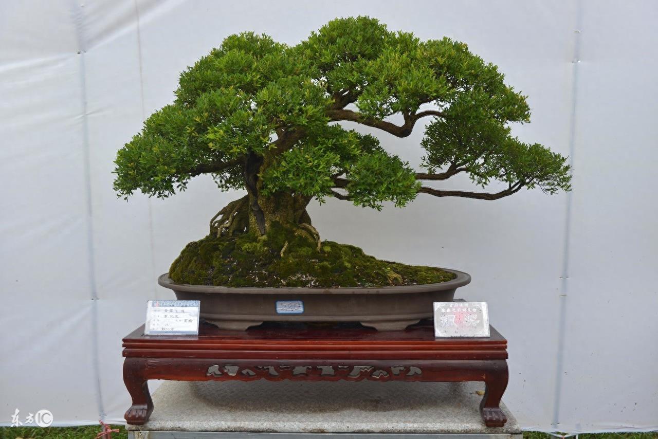 黄杨盆景价格榜单，国宝级黄杨盆景800万，网友：送我也玩不起