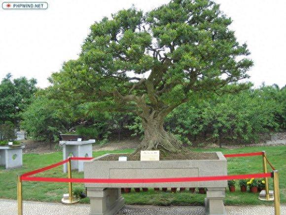 黄杨盆景价格榜单，国宝级黄杨盆景800万，网友：送我也玩不起