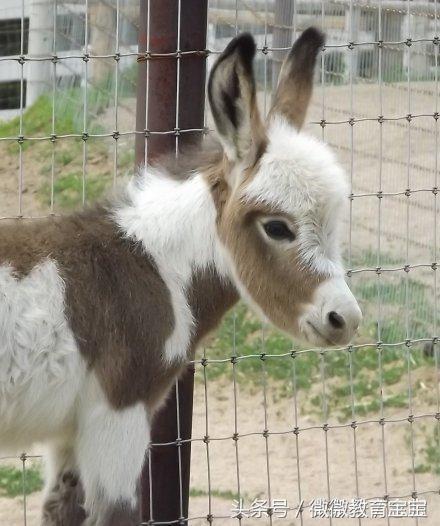 比小猫小狗都可爱的迷你驴，你见过吗？