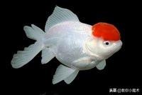 鱼在中国的寓意(一)