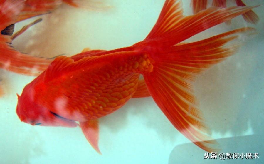 鱼在中国的寓意(一)