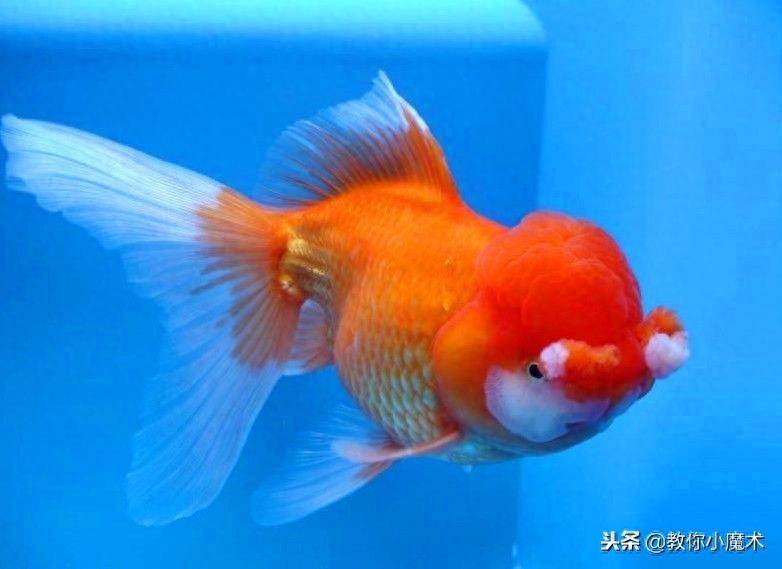 鱼在中国的寓意(一)