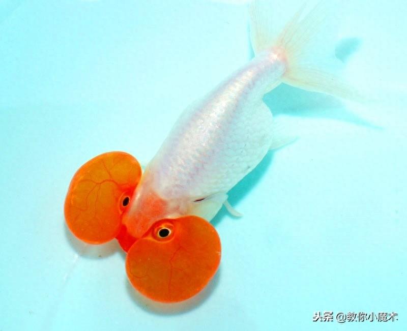 鱼在中国的寓意(一)