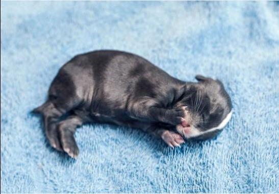 摄影师拍摄刚出生的小兔前13天的样子