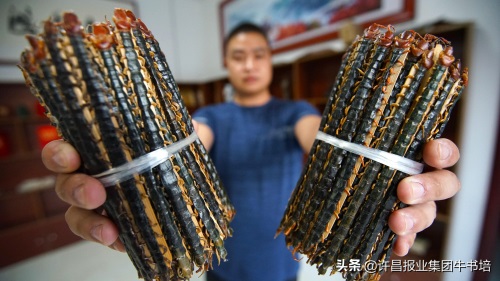河南沈丘有位“蜈蚣王”将蜈蚣养殖致富道路越走越宽