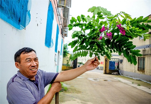 有种槐树开红花，叫红槐花，有毒不能入药和食用仅供观赏！