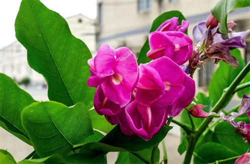 有种槐树开红花，叫红槐花，有毒不能入药和食用仅供观赏！