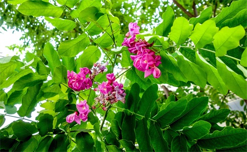 有种槐树开红花，叫红槐花，有毒不能入药和食用仅供观赏！