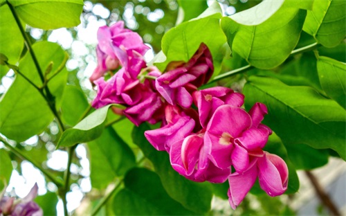 有种槐树开红花，叫红槐花，有毒不能入药和食用仅供观赏！