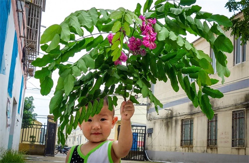 有种槐树开红花，叫红槐花，有毒不能入药和食用仅供观赏！