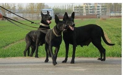 身手敏捷不输花豹的中国新犬种—“墨界黑狼犬”