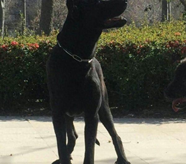 身手敏捷不输花豹的中国新犬种—“墨界黑狼犬”