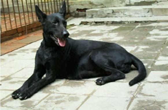 身手敏捷不输花豹的中国新犬种—“墨界黑狼犬”