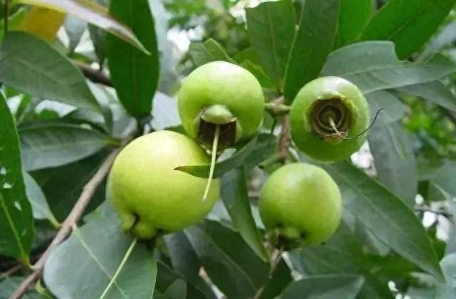 你见过这种水果吗?蒲桃……