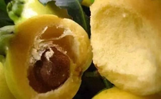 你见过这种水果吗?蒲桃……