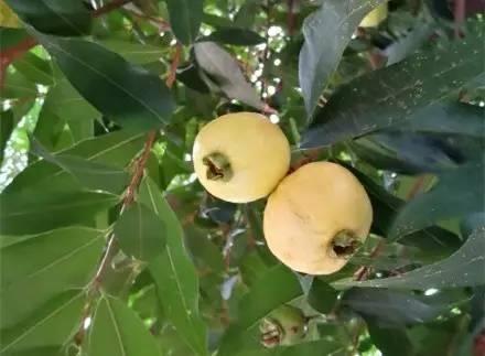 你见过这种水果吗?蒲桃……